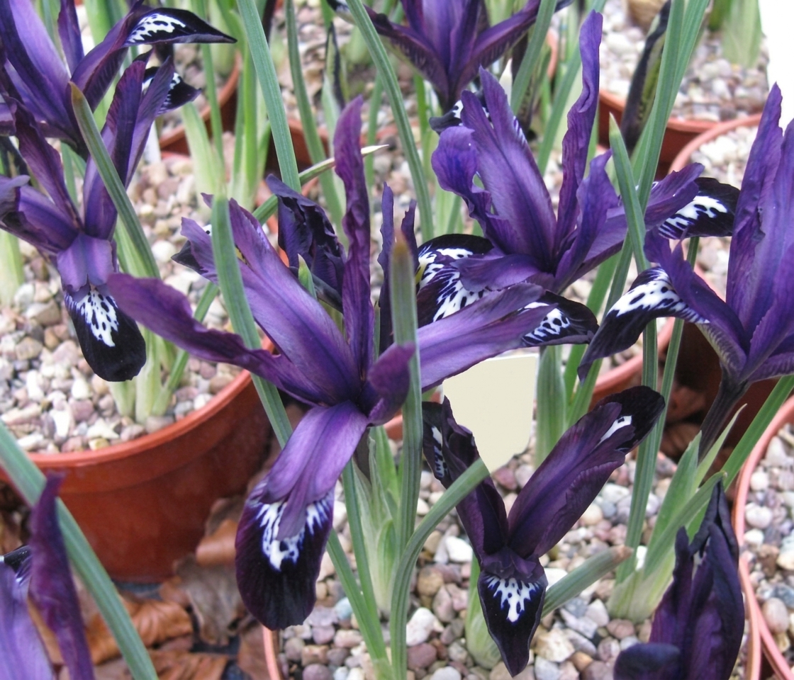 Iris reticulata 'Pauline' 